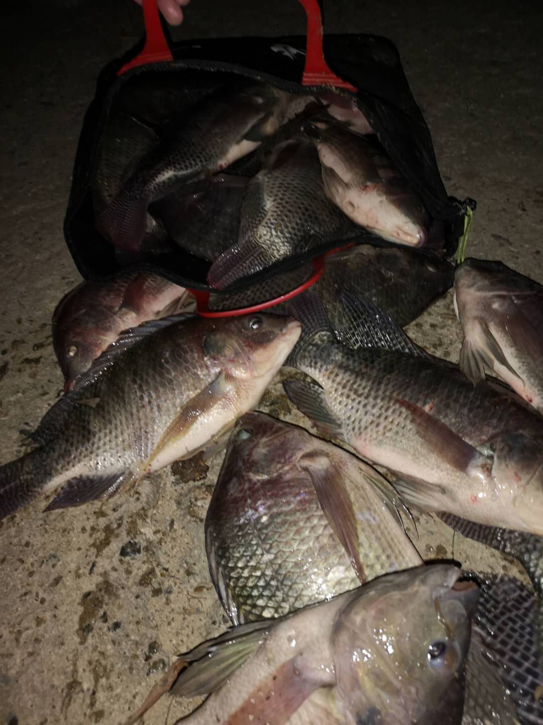 成功1号野钓大罗非饵料配方,钓罗非有哪些诱食剂