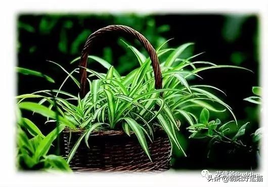 你见过如此珍贵的兰花吗,带你了解兰花