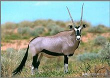 山海经异兽录手游下载,山海经异兽录礼包码