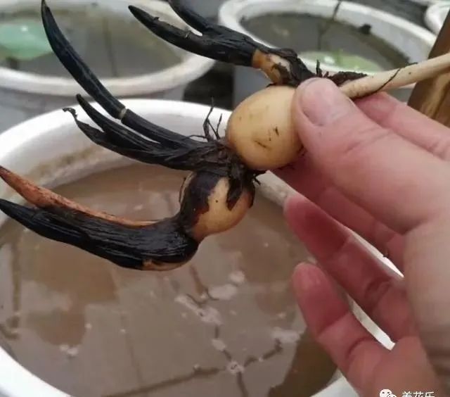 碗莲能养小鱼吗,一缸碗莲养几条小鱼