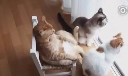 辟谣不能养猫,辟谣猫狗