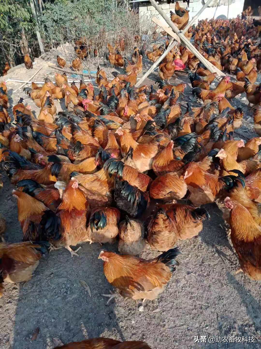 鸡鸭价格低迷销售困难怎么办？这几招来解困