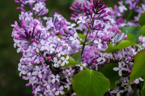 适合养在卧室的灵草,薄荷草适合在卧室内养会影响睡眠