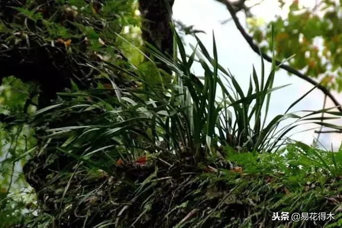 蜜蜂兰和兰花有什么不一样,极品兰花蜜蜂兰