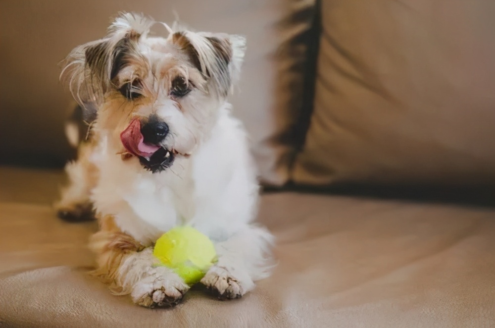 法斗中暑后没呼吸还能抢救过来吗,法斗狗狗中暑死亡了