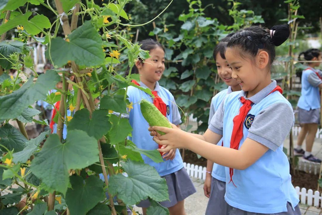 课后服务针对义务教育阶段吗,课后服务对教育教学的改变