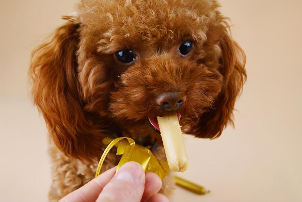 可能买到假狗吗,怎么区别泰迪狗纯不纯