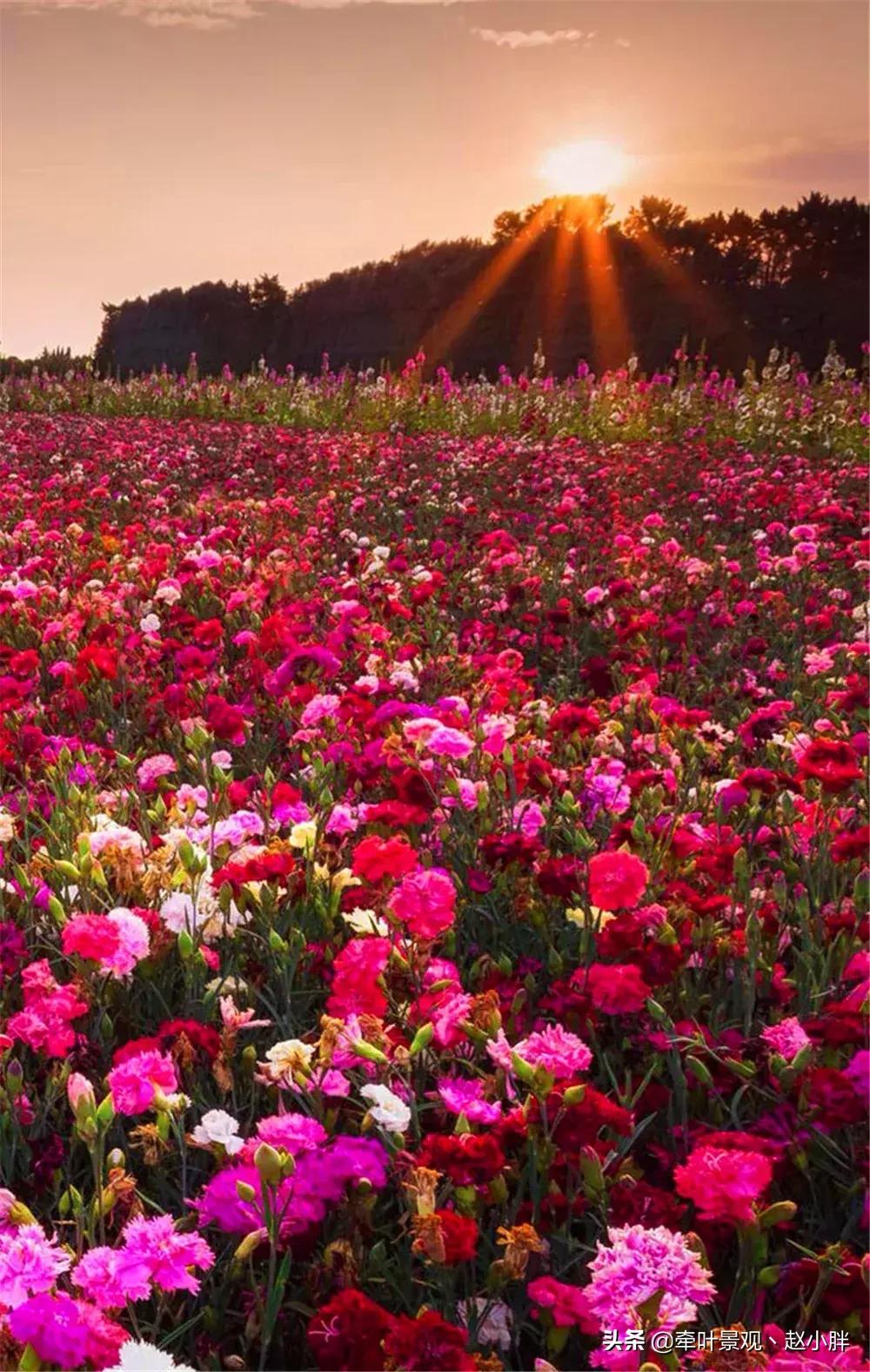 踏春寻美景,踏春赏花梯田漫步