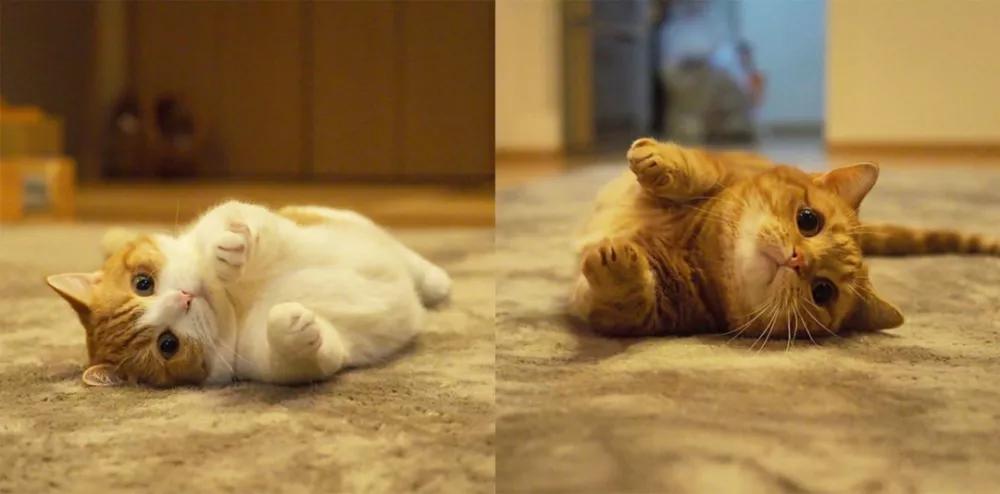 爱唱歌的小猫咪,爱唱歌的可爱猫咪