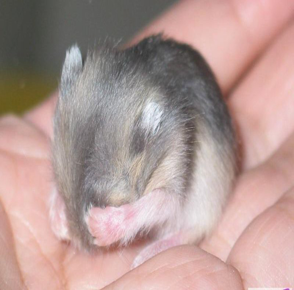 仓鼠力气特别大,仓鼠的弹跳力有多强