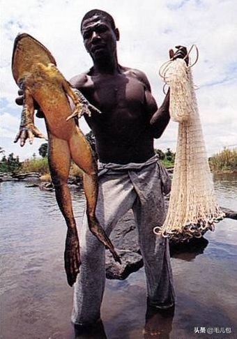 世界上最大的动物长什么样,所有动物最大的样子有多大