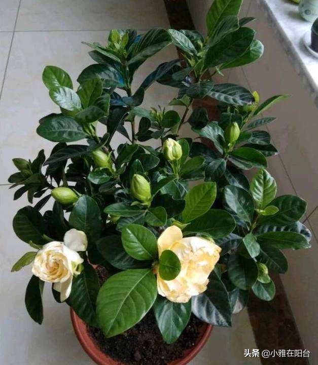 栀子花黄叶不开花怎么办,栀子花买回来黄叶不开花