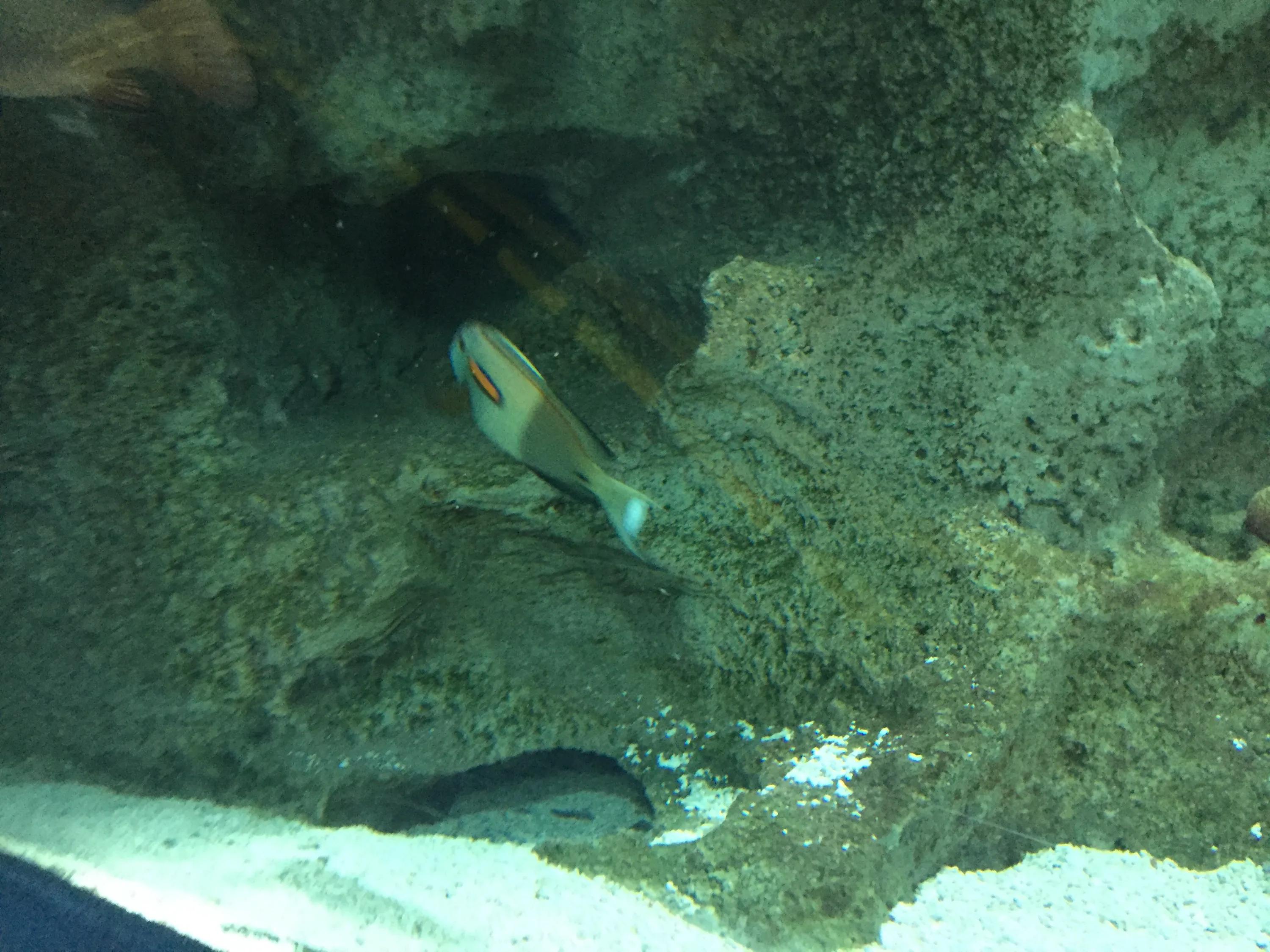 富国海底世界京津冀,富国海底世界门票京津冀卡优惠