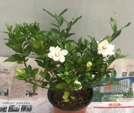 养花买土好不好,养花费钱