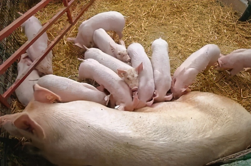 母猪产后奶水少怎么解决,母猪产后一点奶没有打什么药