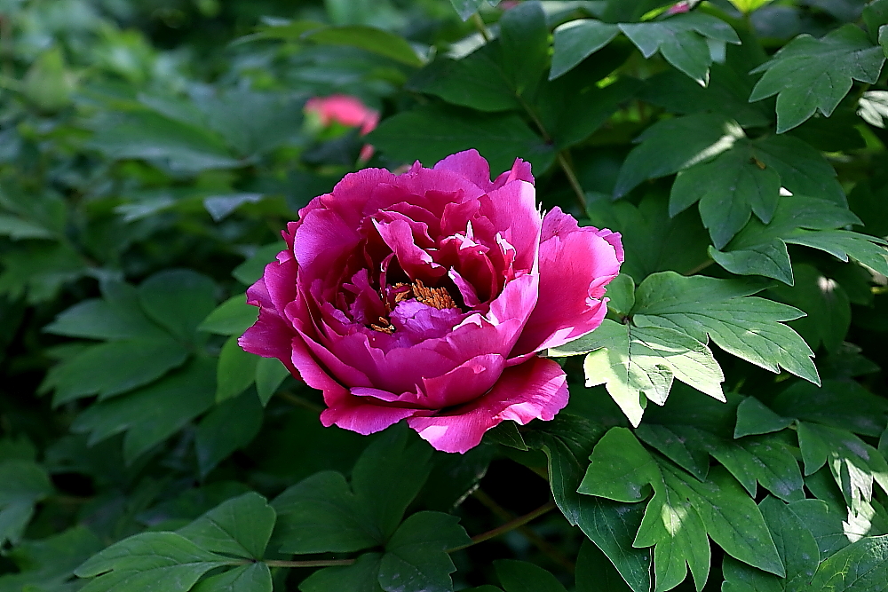 洛阳牡丹；青山吹奏-《谁不说俺家乡好》半音阶口琴演奏