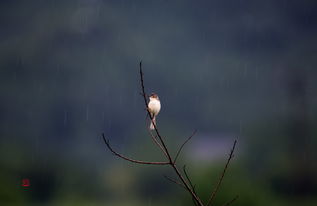 母亲的遗憾作文,母亲的遗憾有哪些