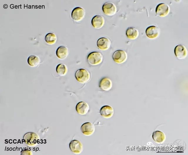 水产藻类大全图片,水产藻类知识大全