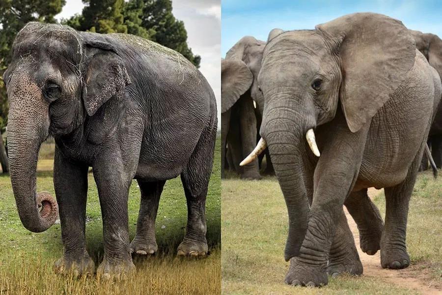 小学问｜集合啦！麦粒鸟教你搞对「象」啦！