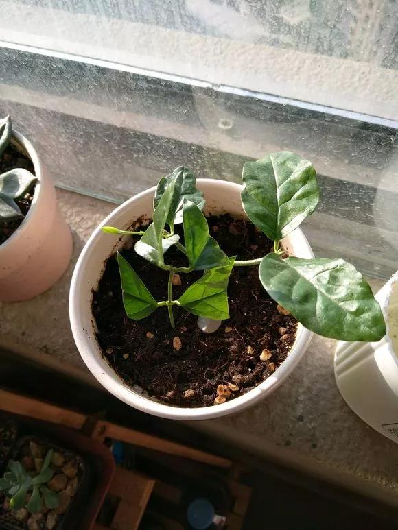 剪下枝条给根插水就能活的绿植,什么花枝条插水就能活