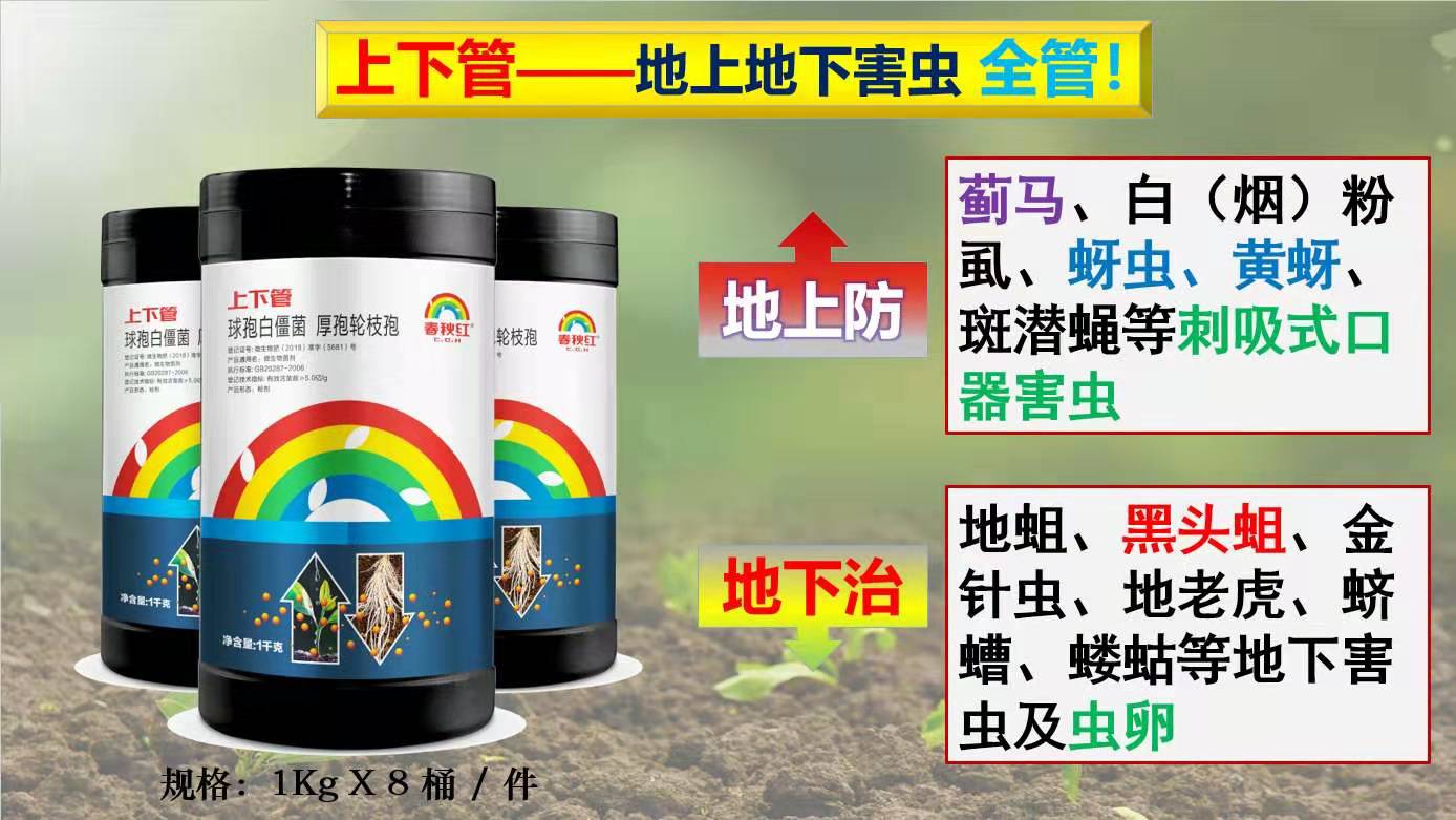 大葱黄叶干尖掐掉可以吗,大葱黄叶干尖打什么药