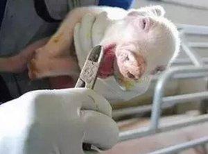 养猪防病药,育肥猪皮肤病