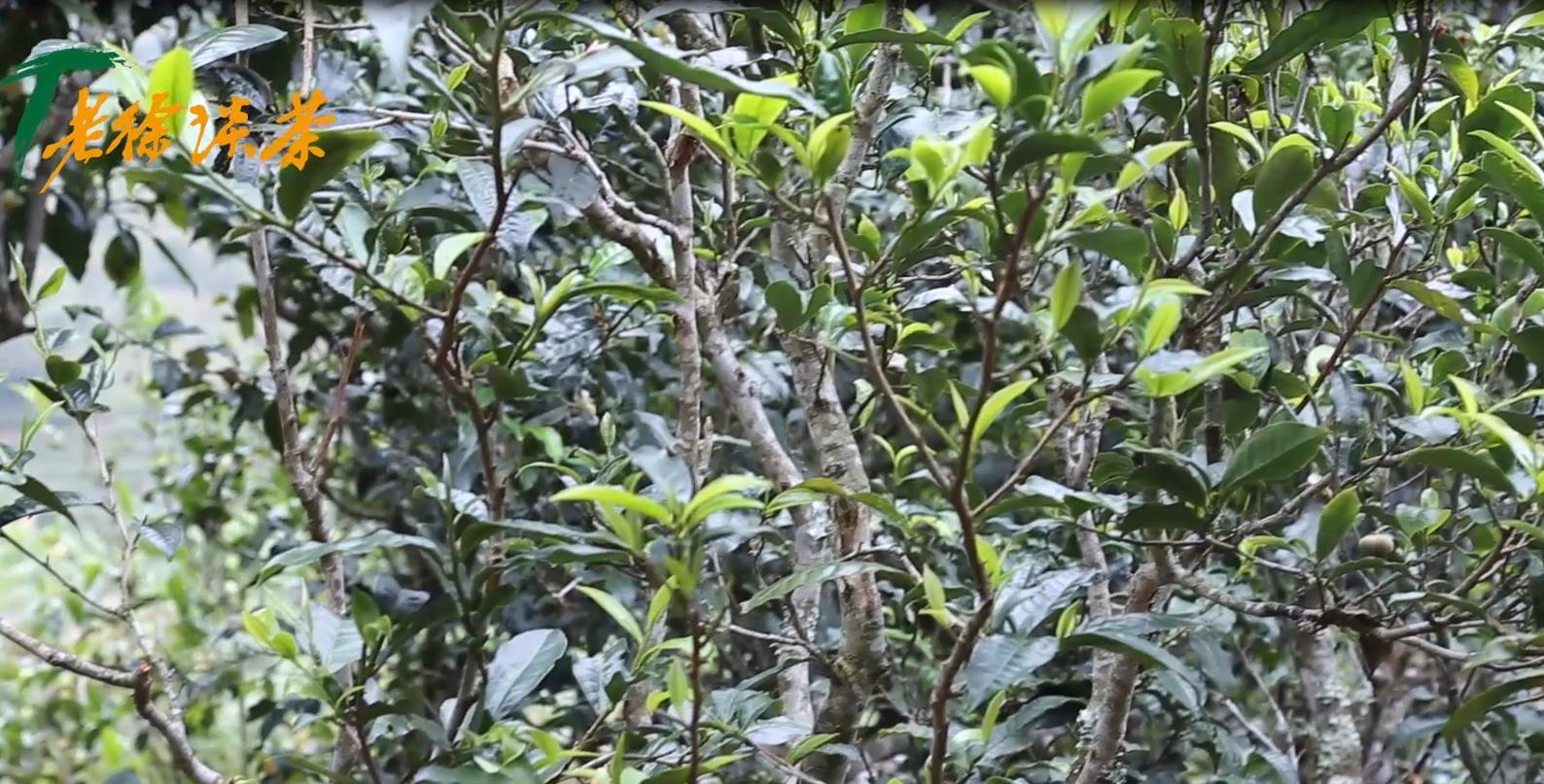 邦东古树单株秋茶价格,老徐谈古茶树完整视频