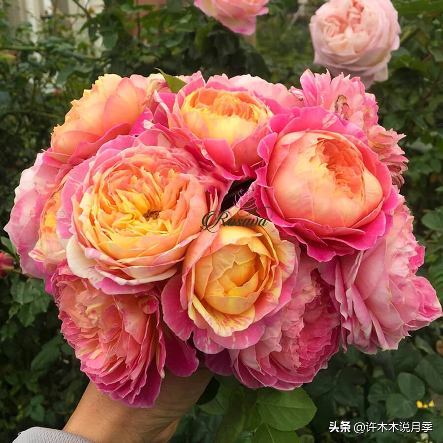 为啥网上买的月季花很难成活,为什么买的月季花养不活