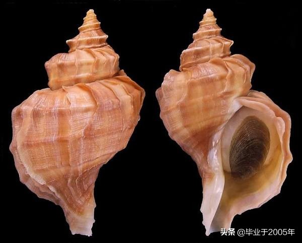 大连常见的海鲜美食都有哪些,大连海鲜吃货大全