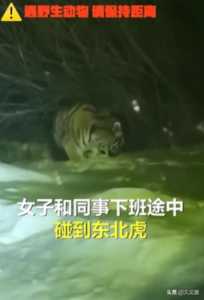 70岁老汉野外和500斤东北虎对峙,老汉和老虎对打