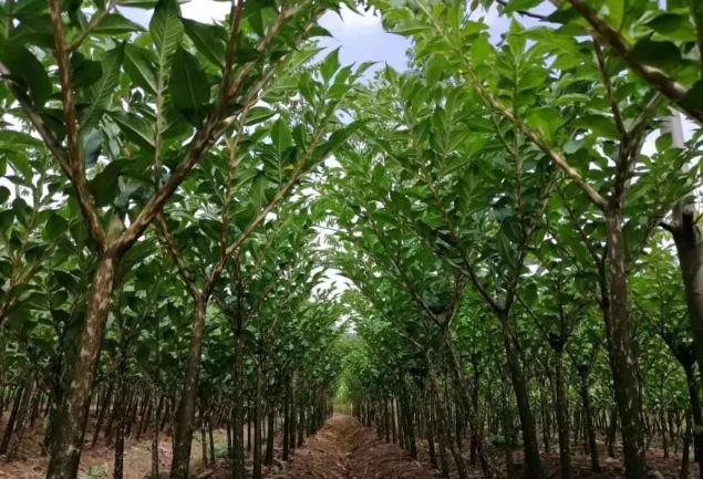 魔芋种植的主要技术,魔芋种植技术怎么样