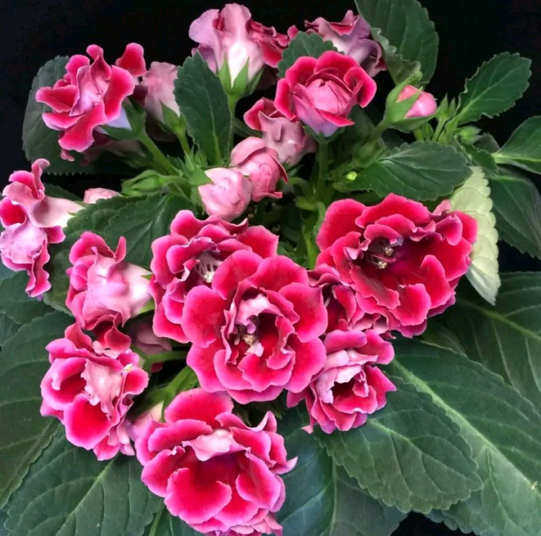 买回来的裸根仙人球怎么栽种,刚买的仙人球小球怎么上盆