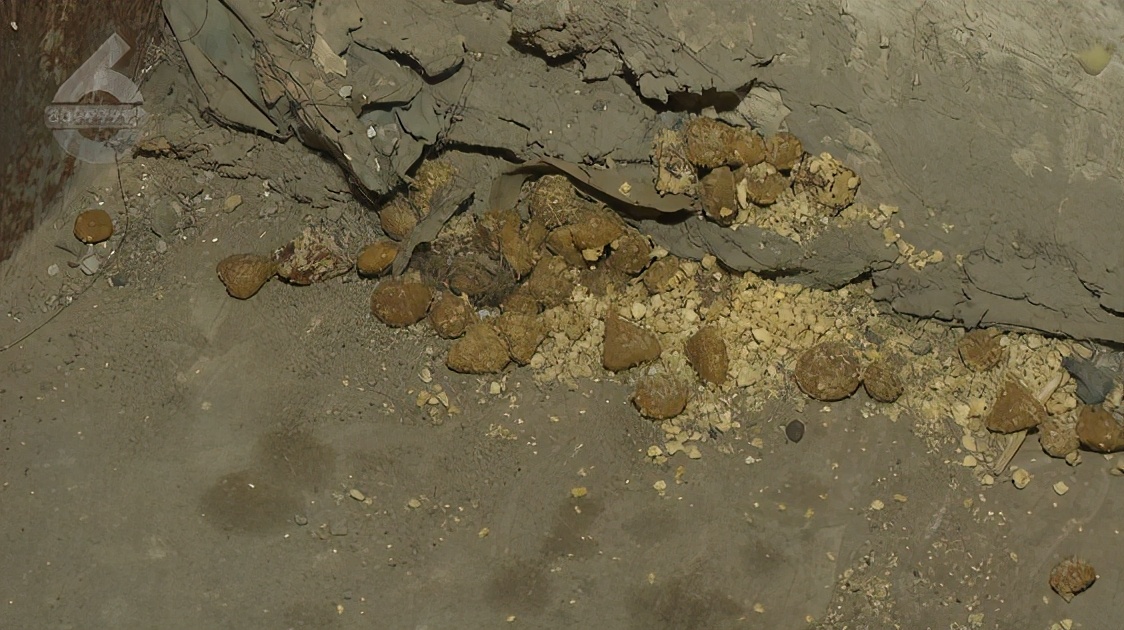 太痛苦了！满地打滚痛苦挣扎口吐白沫后宠物犬死亡昆明一小区接连发生遛狗后狗狗中毒死亡事件