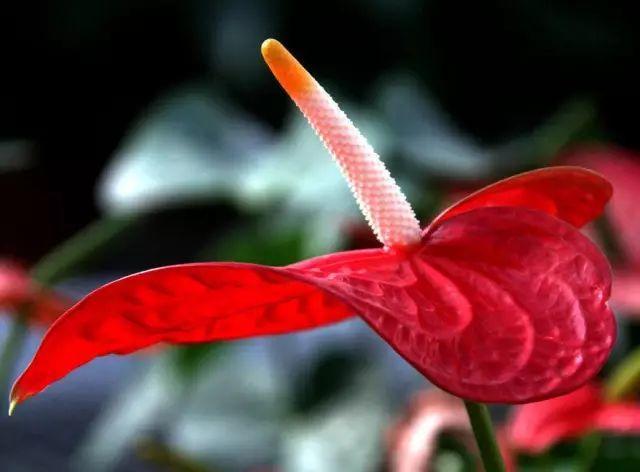 红掌怎么养才会开花越多,怎么让红掌叶绿花红