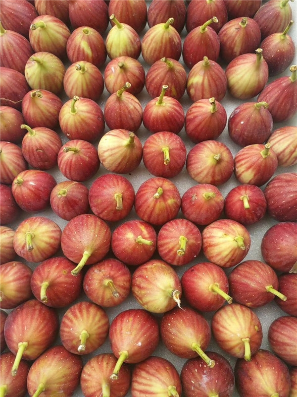 波姬红无花果树苗怎么辨别,无花果树苗波姬红怎么养