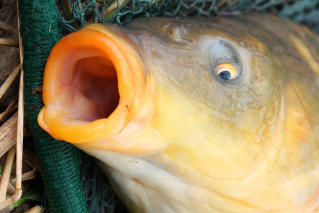 卖一两百一斤的鱼,卖一条鱼多少钱