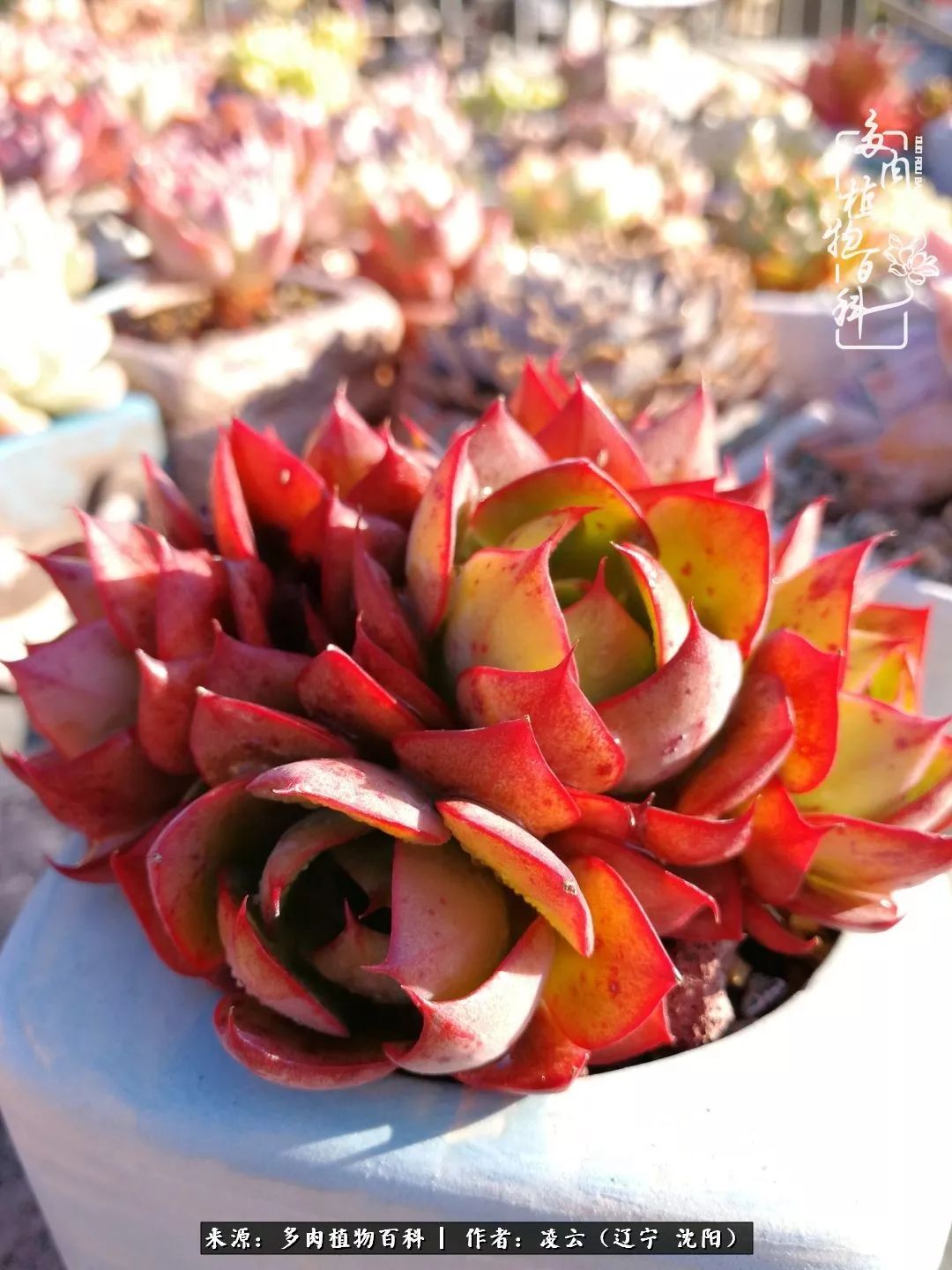 秋闲赏多肉，话育儿，亲生的自家娃，总有一刻让你怦然心动