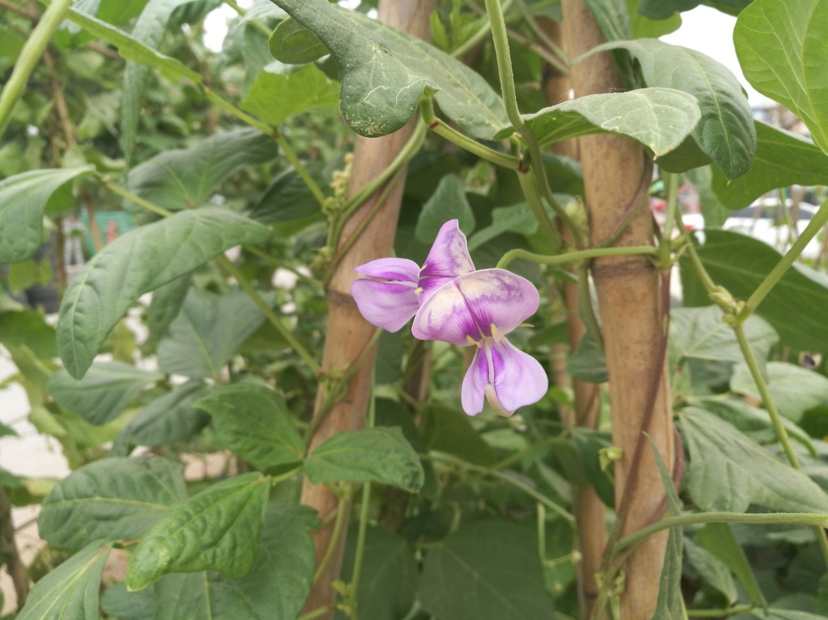 无架长豆角种植小技巧,种豆角出苗不好怎么补救