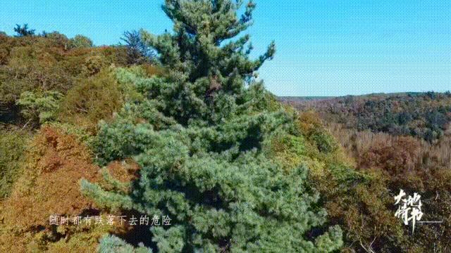 东北跑山是什么样子的,松花江采冰视频