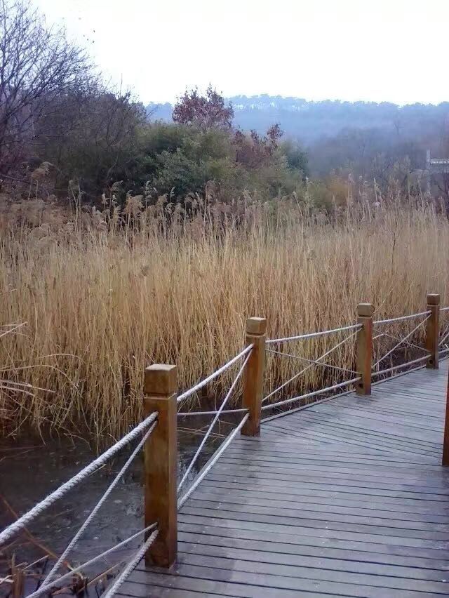 临沭冠山银杏树,临沭冠山道教