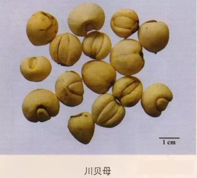 中药材图片大全大图带药名,200多味中药材图谱带图