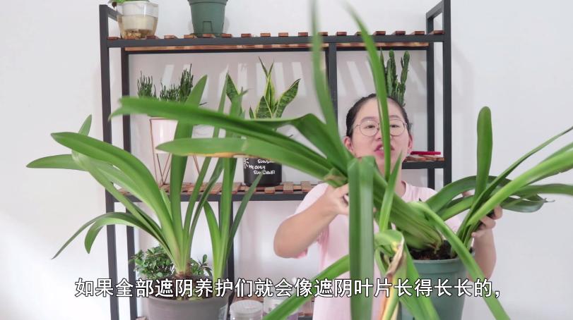 想要朱顶红种球恢复，叶片是关键，养护注意几点，避免叶片倒伏