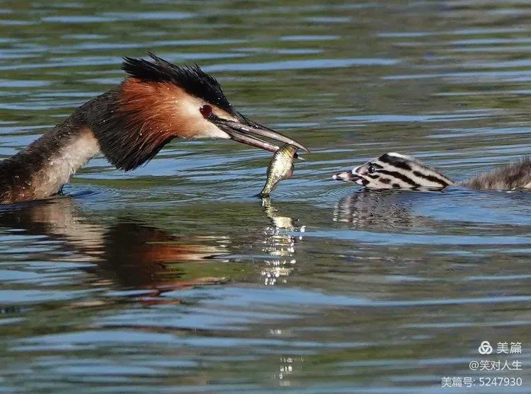 凤头鸊鷉粤语,斑头雁飞得最高的鸟