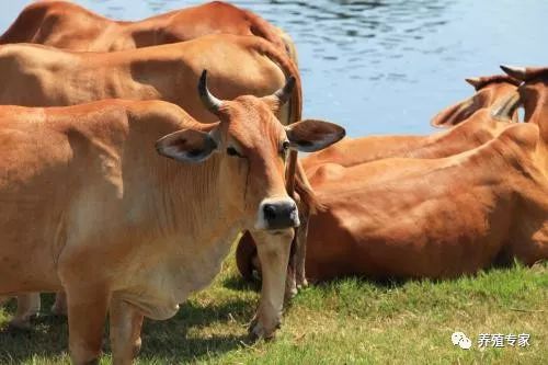 母牛不孕,母牛人工授精怎么选择只生小母牛
