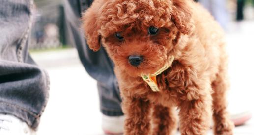 这5个行为，会让泰迪很难过，也会给泰迪的生活带来不便