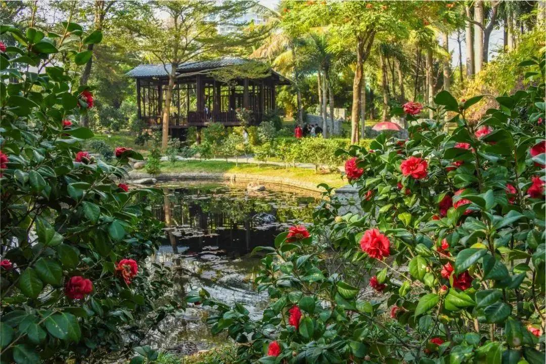 深圳十大免费花海公园,深圳红花山公园粉黛花海