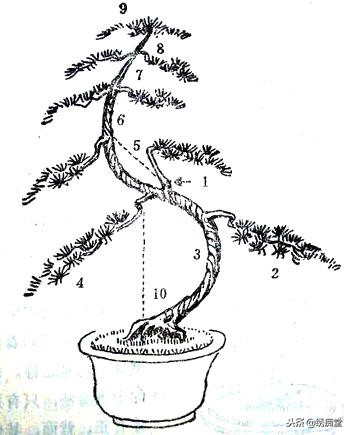 丛林式盆景欣赏,盆景欣赏及制作