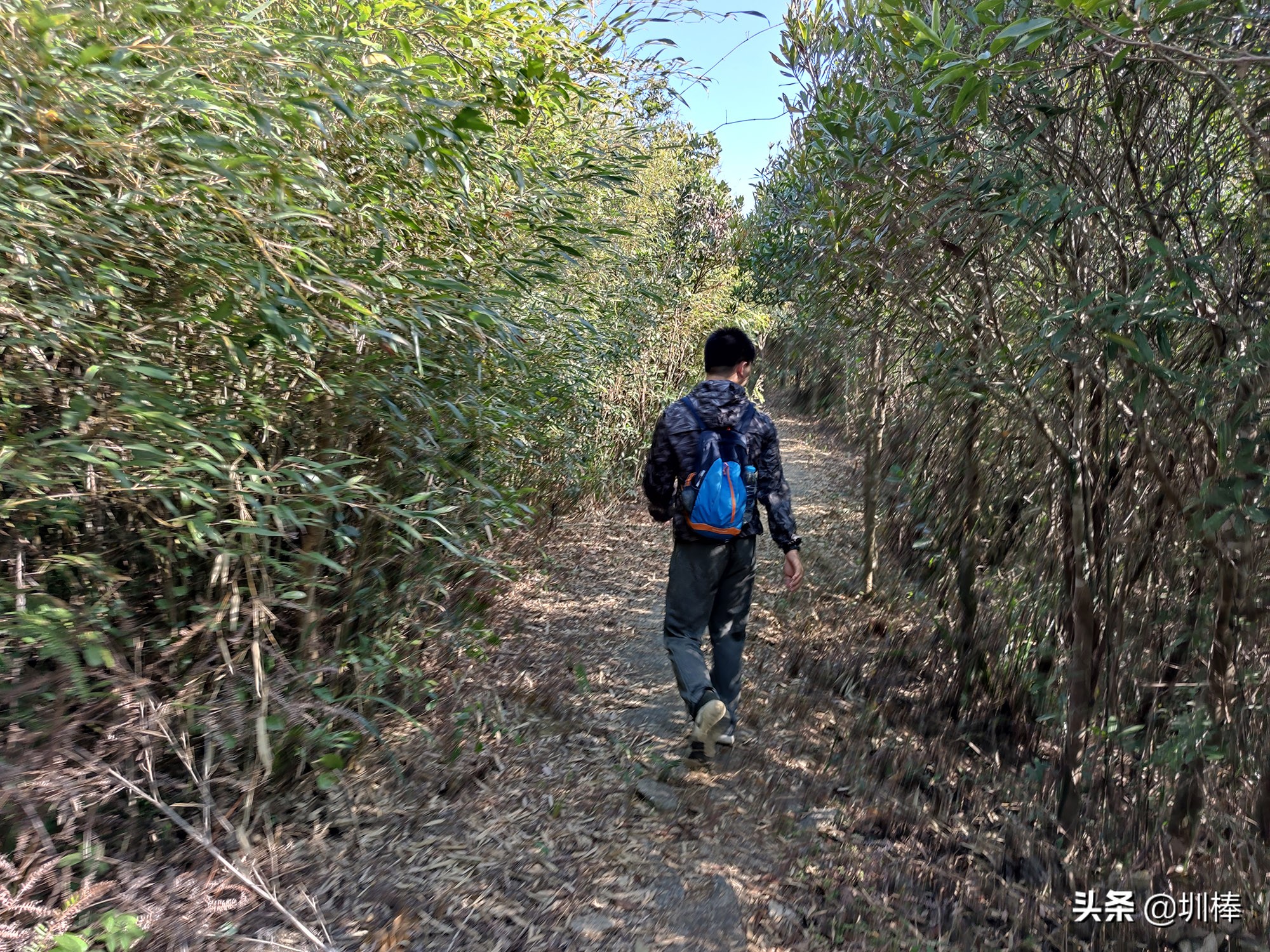 爬深圳山,爬深圳莲花山公园