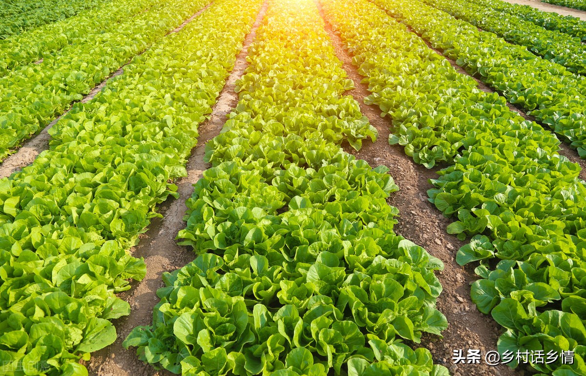 蔬菜招蚊子怎么处理,不用农药怎样消灭蔬菜上的虫子