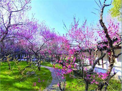 南京梅花文化源,南京梅花特点